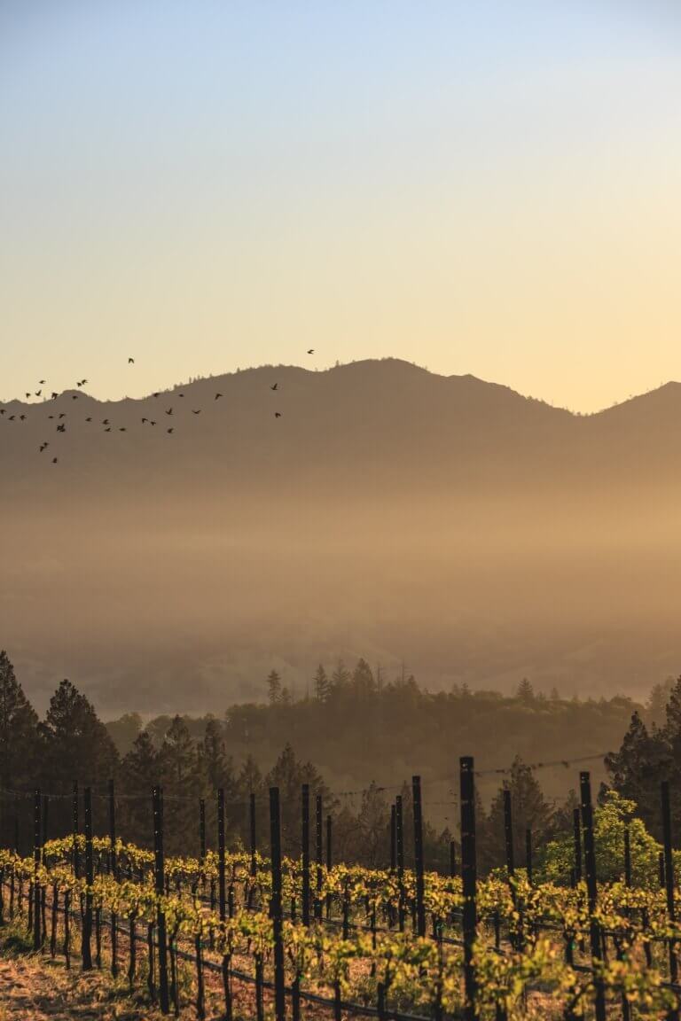 Birds Flying Over Vineyard During Sunset