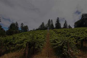 Beautiful Shot of Vineyard Showcasing Lush and Green Landscape