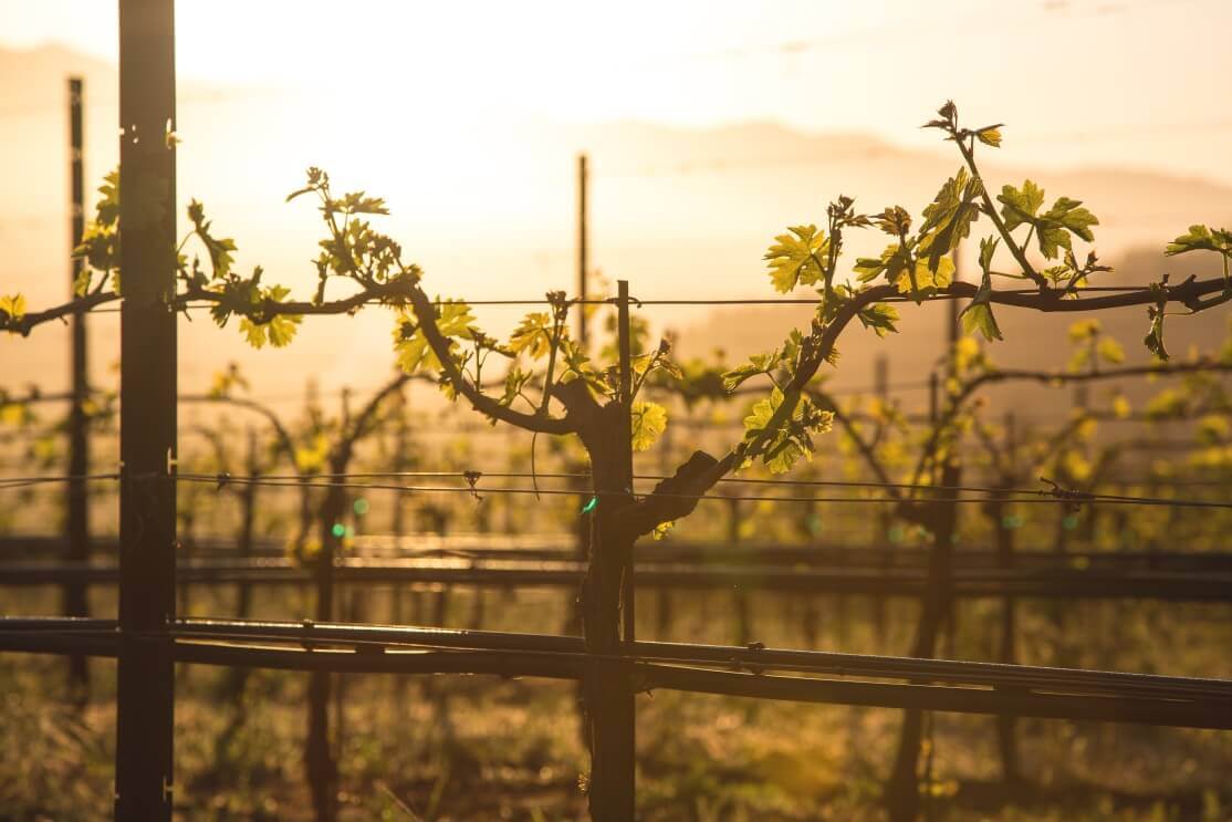 Vineyard Shot Facing a Beautiful Sunset