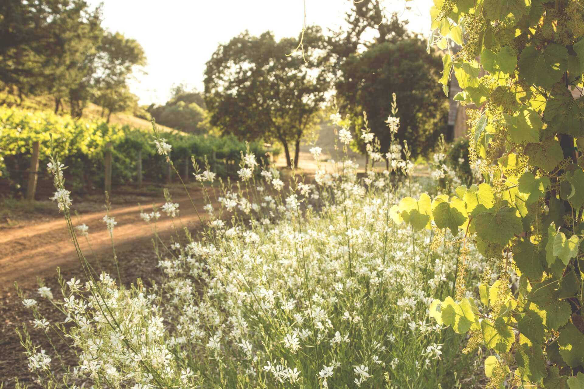 Vineyard's Lush Landscape During Sunset