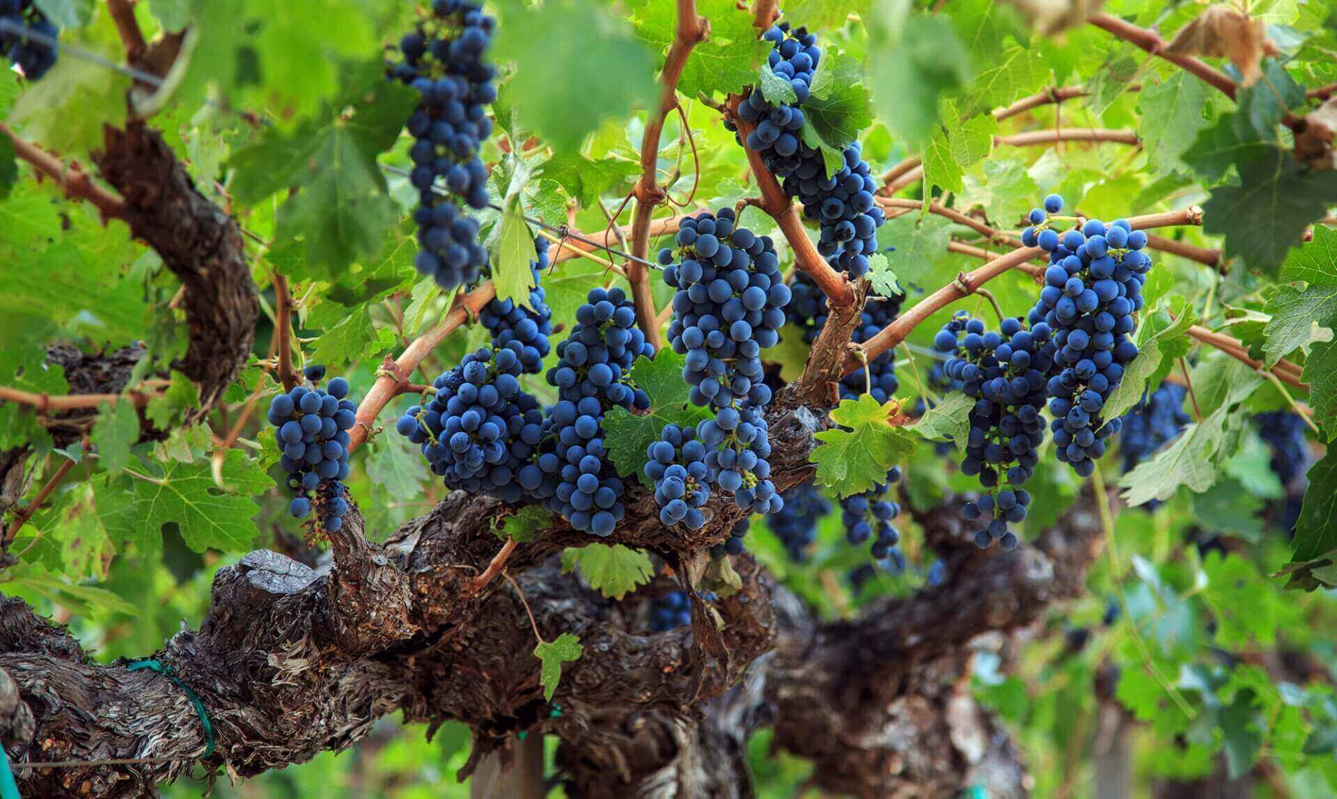 Plump Vineyard Grapes Hanging from Tree