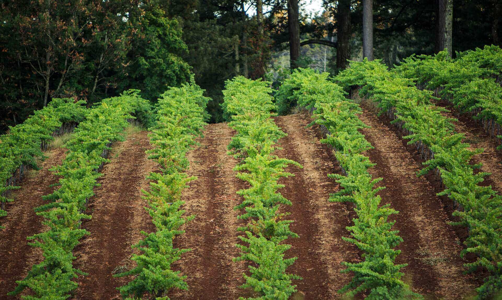 Lush Vineyard Rows