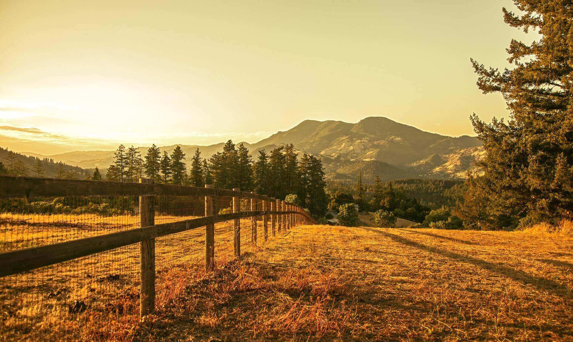 Vineyard Landscape Facing Mountain During Sunset