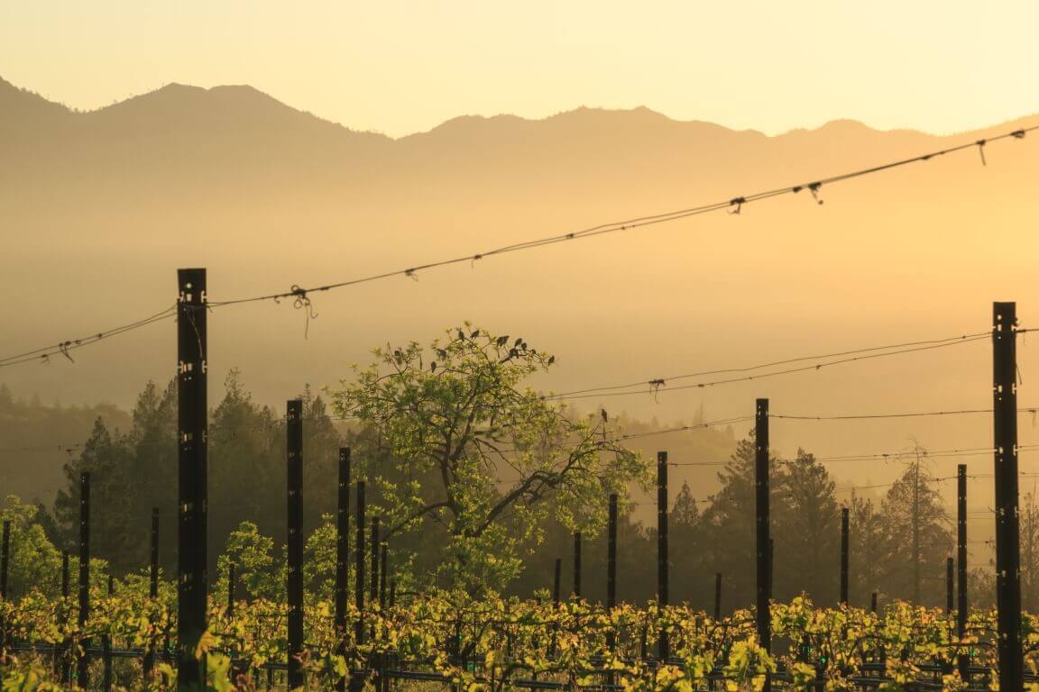 Vineyard Facing Mountain During Sunset