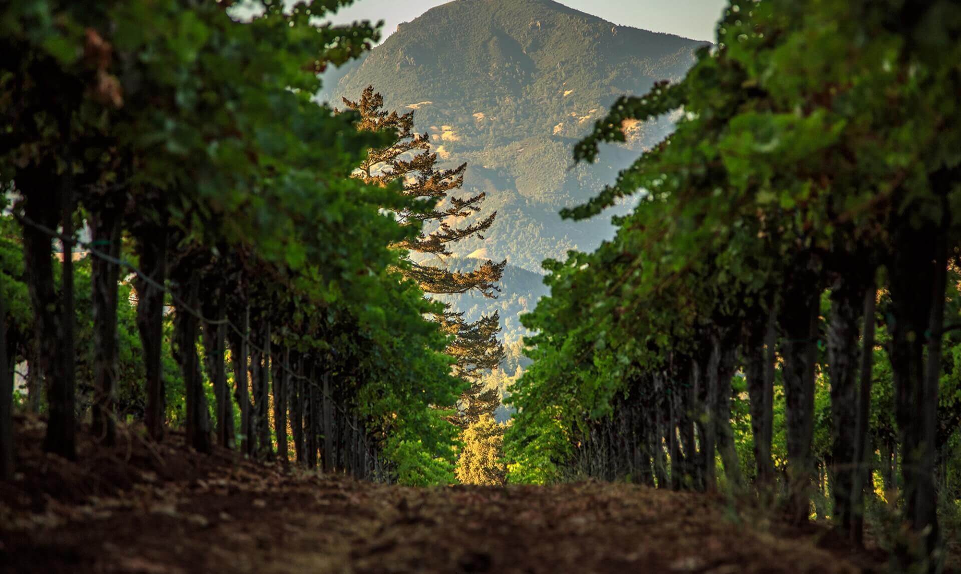 Row of Lush Trees Facing a Mountain