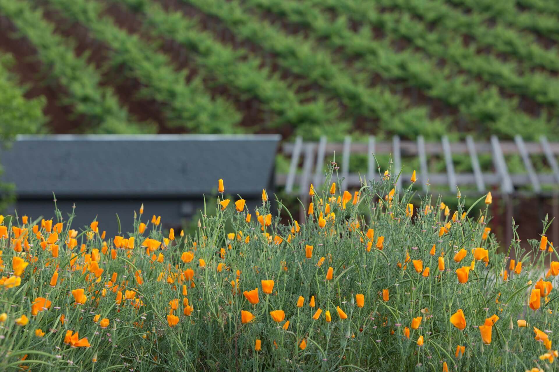 Lush Landscape Showcasing Poppies