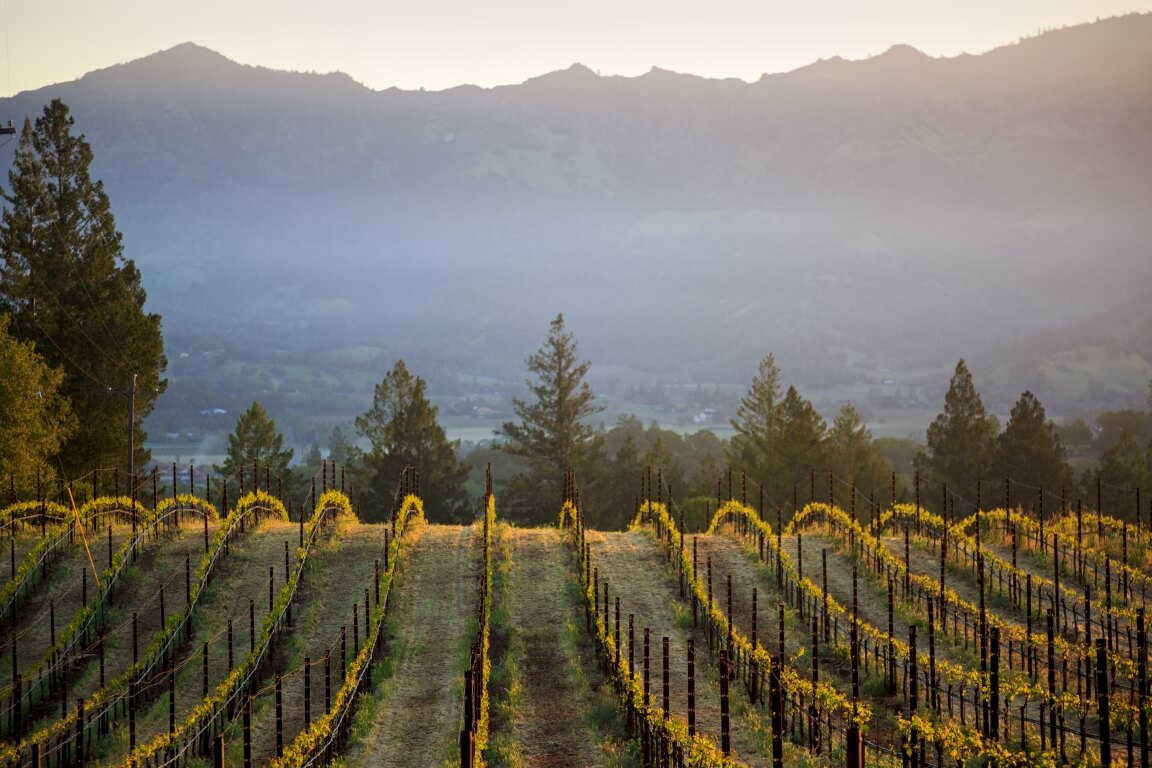 Vineyard's Lush Landscape During Sunset