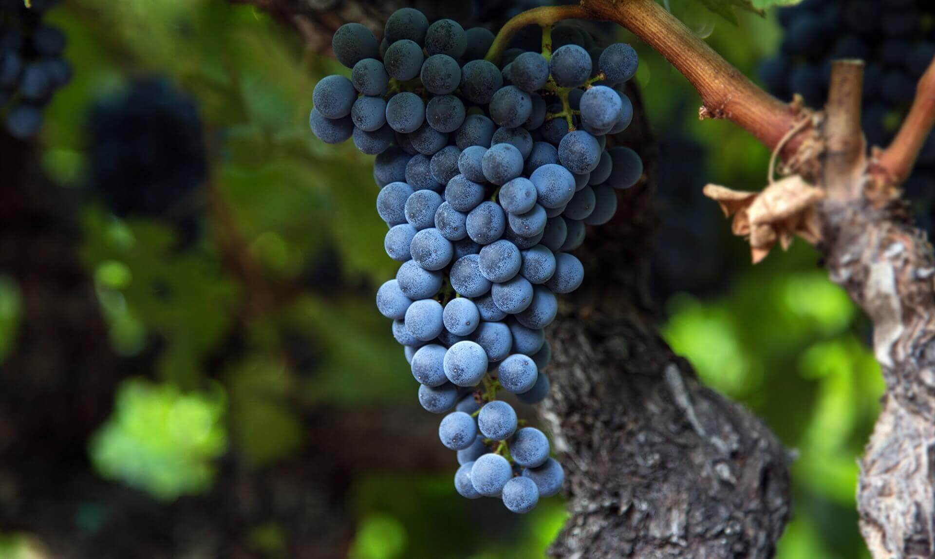 Up Close Shot of Plump Grapes Hanging from Tree