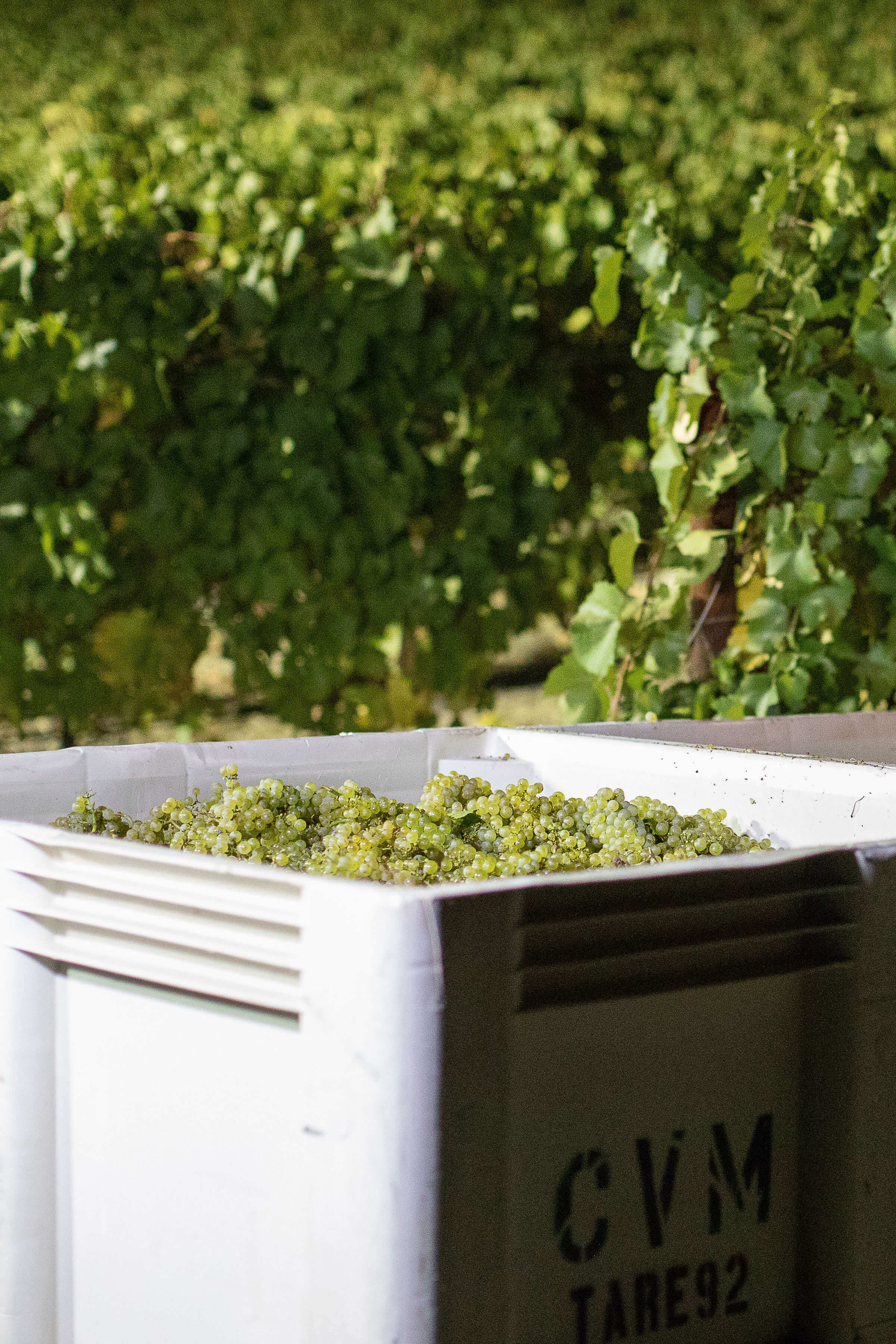 Harvest of Green Grapes