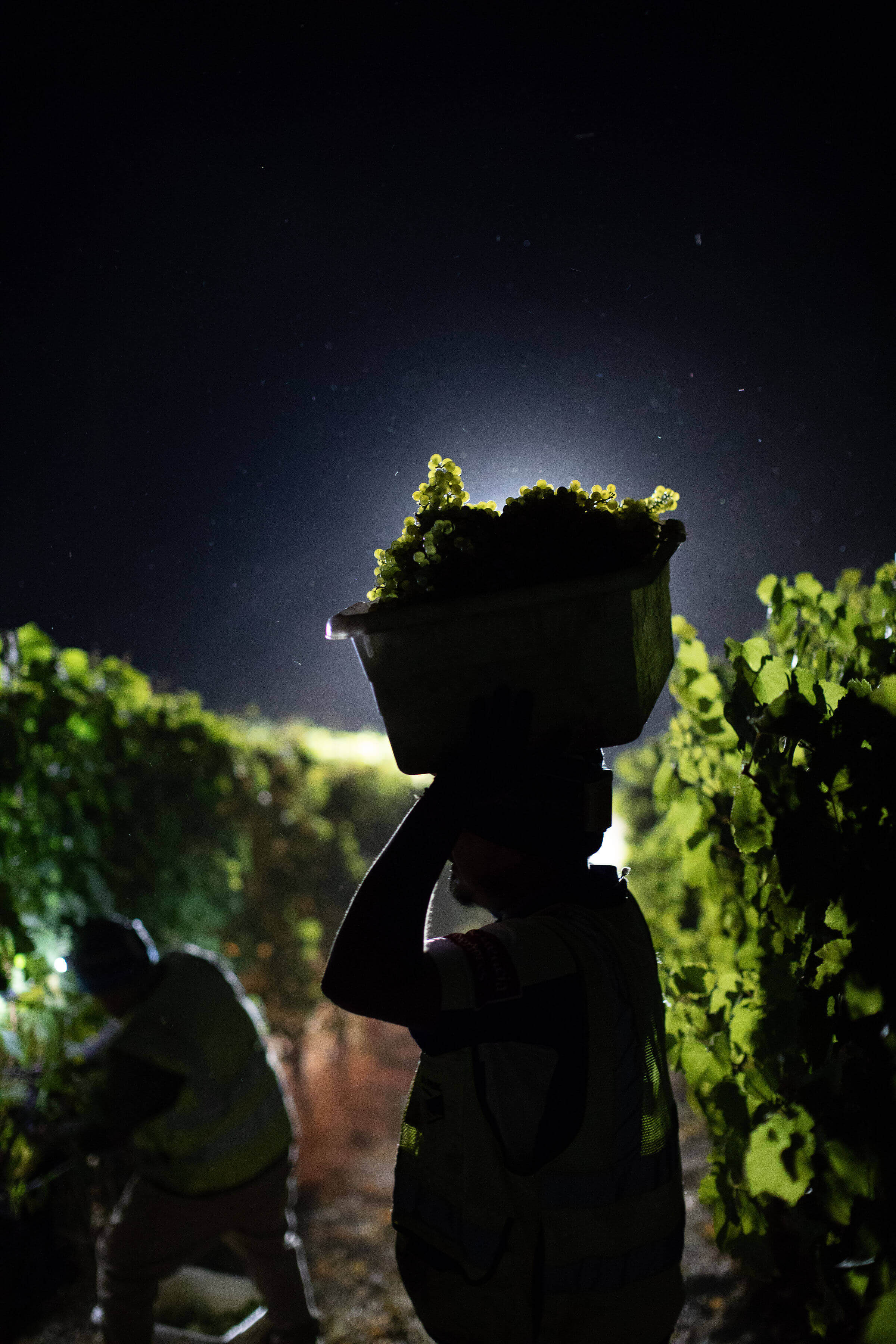 Person Picking Harvest of Grapes Over Head in the Moonlight
