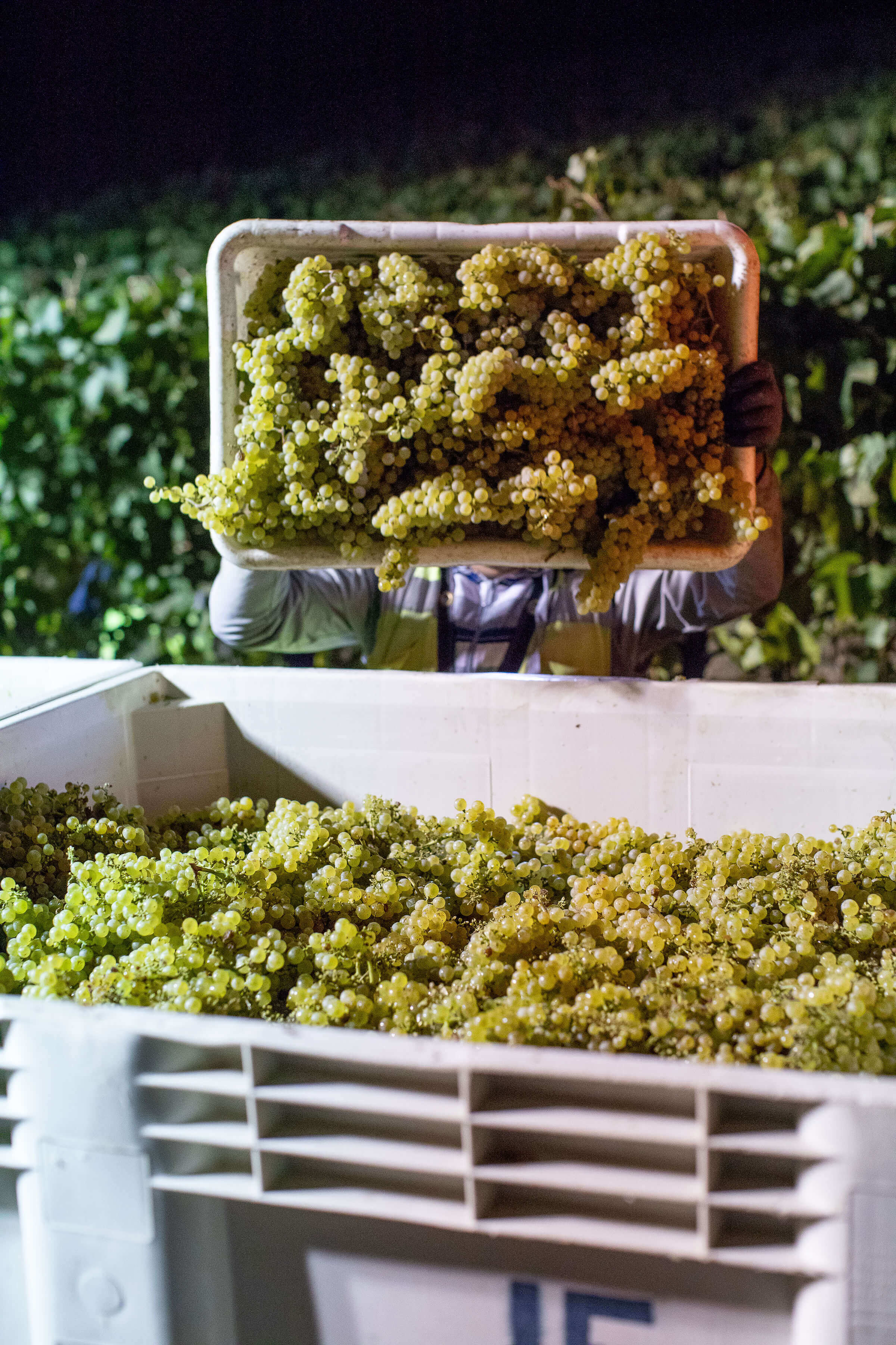 Person Adding to Harvested Green Grapes