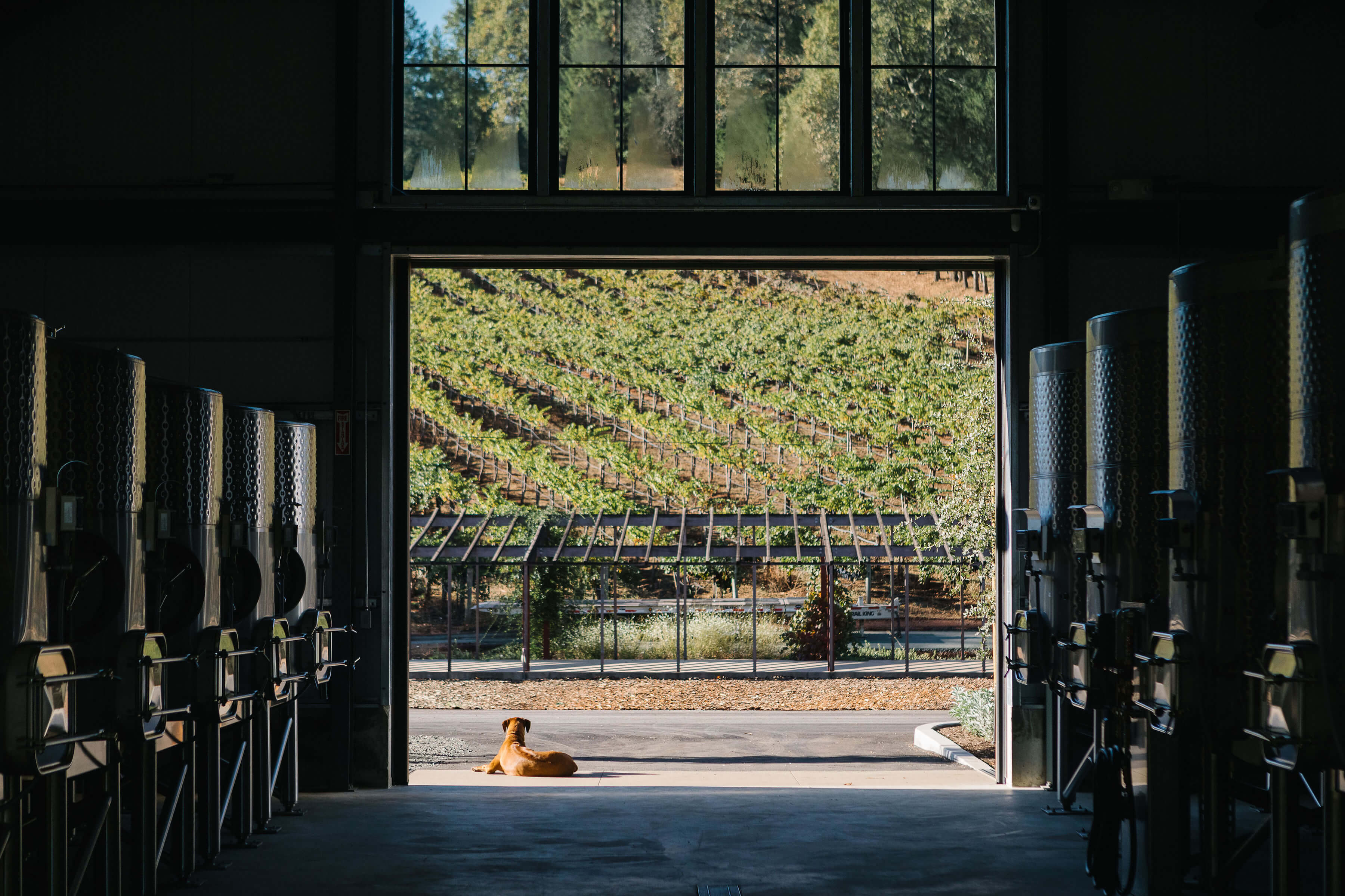 Wine Making Room with Cute Pup in Doorway