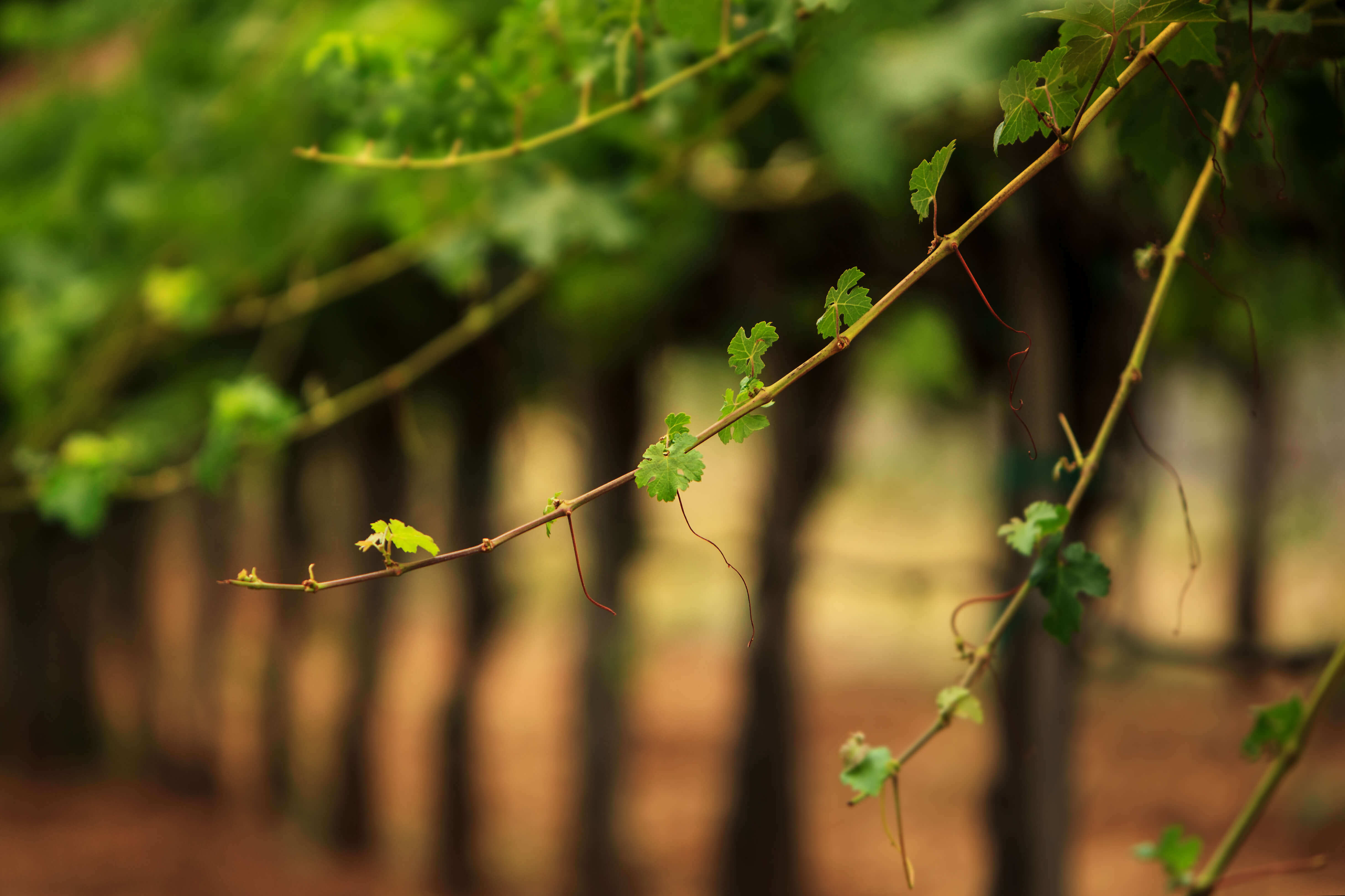 Up Close Shot of Lush Vineyard Landscape