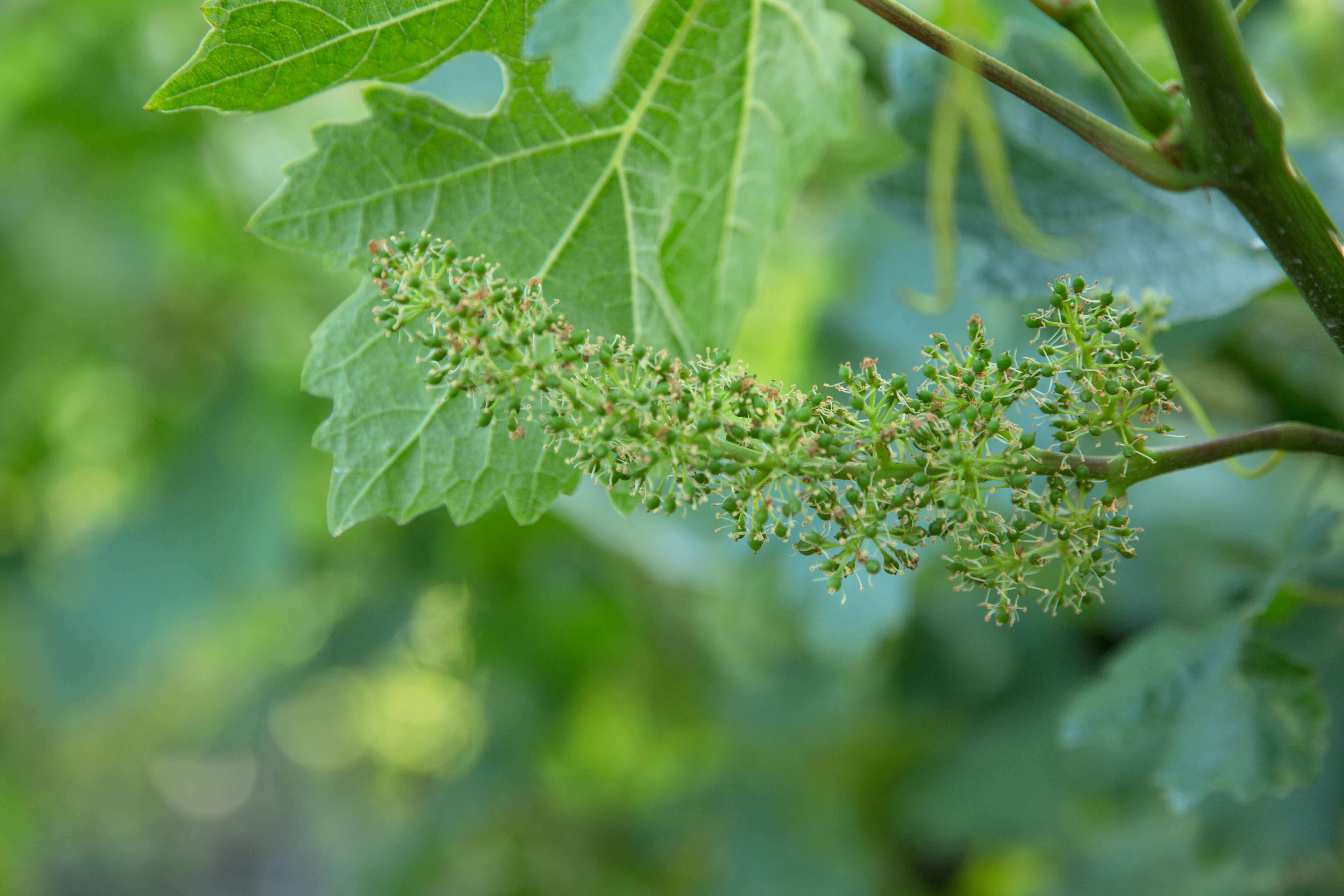 Up Close Shot of Lush Vineyard Landscape