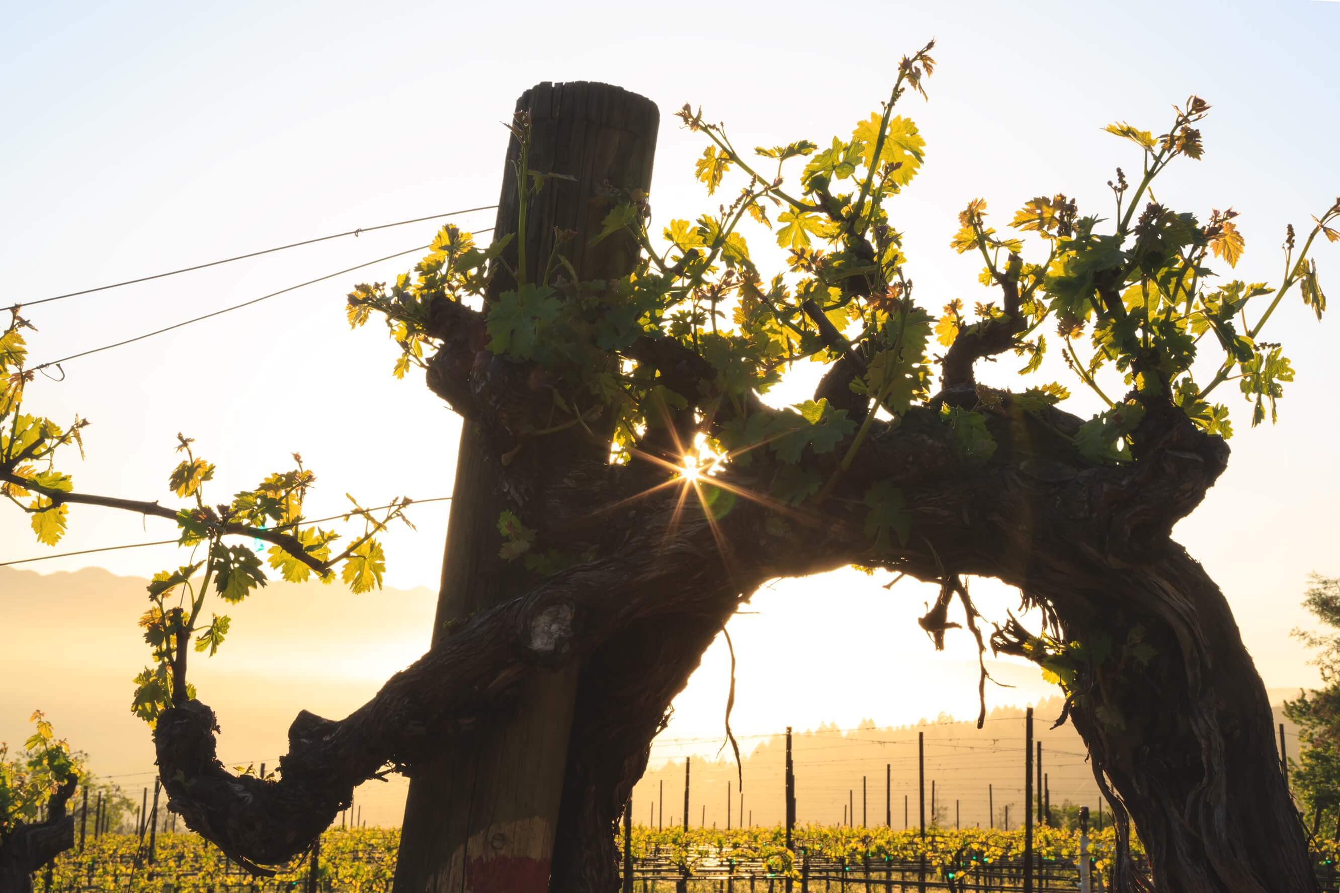 Up Close Vineyard Shot During Sunset